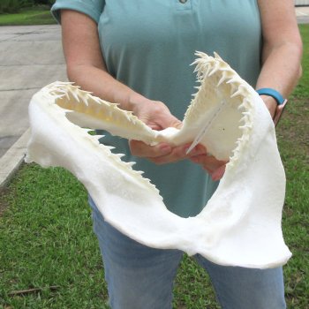 Authentic 14 inch Blacktip Shark Jaw (Carcharhinus limbatus)  for sale- $180