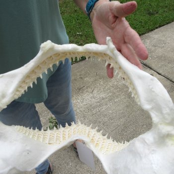 Authentic 14 inch Blacktip Shark Jaw (Carcharhinus limbatus)  for sale- $180