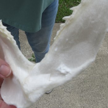 Authentic 14 inch Blacktip Shark Jaw (Carcharhinus limbatus)  for sale- $180