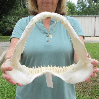 Authentic 14 inch Blacktip Shark Jaw (Carcharhinus limbatus)  for sale- $180