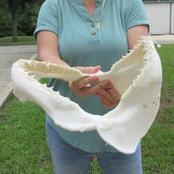 Authentic 14 inch Blacktip Shark Jaw (Carcharhinus limbatus)  for sale- $180