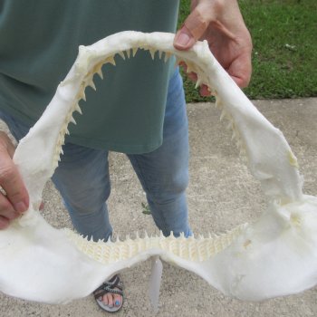 Authentic 14 inch Blacktip Shark Jaw (Carcharhinus limbatus)  for sale- $180