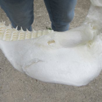 Authentic 14 inch Blacktip Shark Jaw (Carcharhinus limbatus)  for sale- $180