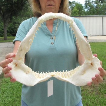 Authentic 15 inch Blacktip Shark Jaw (Carcharhinus limbatus)  for sale- $200