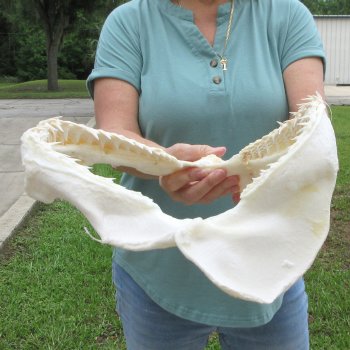 Authentic 15 inch Blacktip Shark Jaw (Carcharhinus limbatus)  for sale- $200