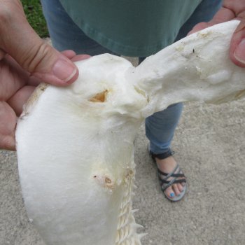 Authentic 15 inch Blacktip Shark Jaw (Carcharhinus limbatus)  for sale- $200