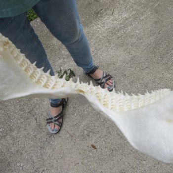 Authentic 15 inch Blacktip Shark Jaw (Carcharhinus limbatus)  for sale- $200