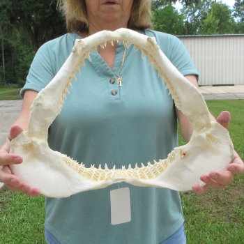 Authentic 15 inch Blacktip Shark Jaw (Carcharhinus limbatus)  for sale- $200