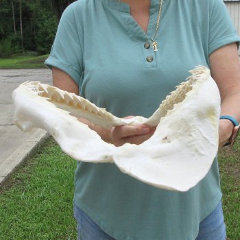 Authentic 15 inch Blacktip Shark Jaw (Carcharhinus limbatus)  for sale- $200