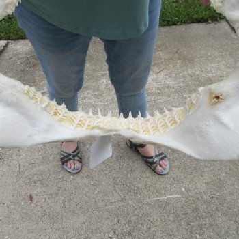 Authentic 15 inch Blacktip Shark Jaw (Carcharhinus limbatus)  for sale- $200