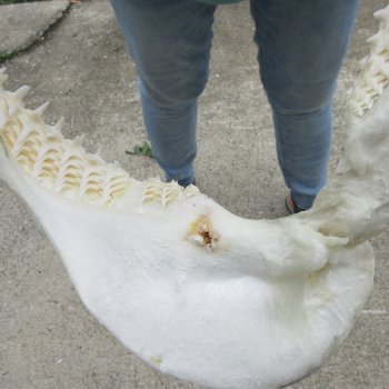 Authentic 15 inch Blacktip Shark Jaw (Carcharhinus limbatus)  for sale- $200