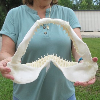 Authentic 14 inch Blacktip Shark Jaw (Carcharhinus limbatus)  for sale- $180