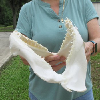 Authentic 14 inch Blacktip Shark Jaw (Carcharhinus limbatus)  for sale- $180