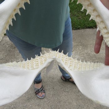 Authentic 14 inch Blacktip Shark Jaw (Carcharhinus limbatus)  for sale- $180