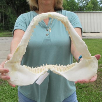 Authentic 15 inch Blacktip Shark Jaw (Carcharhinus limbatus)  for sale- $200