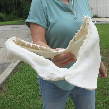 Authentic 15 inch Blacktip Shark Jaw (Carcharhinus limbatus)  for sale- $200
