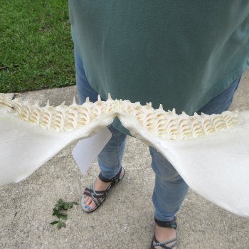 Authentic 15 inch Blacktip Shark Jaw (Carcharhinus limbatus)  for sale- $200
