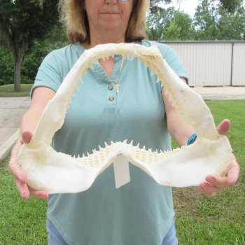 Authentic 15 inch Blacktip Shark Jaw (Carcharhinus limbatus)  for sale- $180