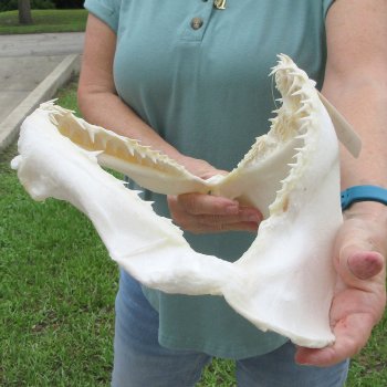Authentic 15 inch Blacktip Shark Jaw (Carcharhinus limbatus)  for sale- $180