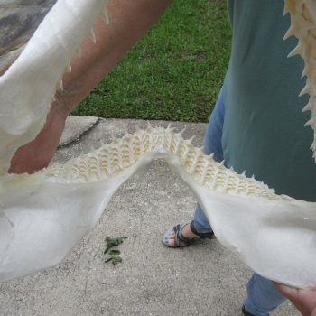 Authentic 15 inch Blacktip Shark Jaw (Carcharhinus limbatus)  for sale- $180