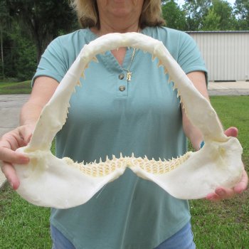 Authentic 15 inch Blacktip Shark Jaw (Carcharhinus limbatus)  for sale- $200