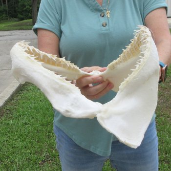Authentic 15 inch Blacktip Shark Jaw (Carcharhinus limbatus)  for sale- $200
