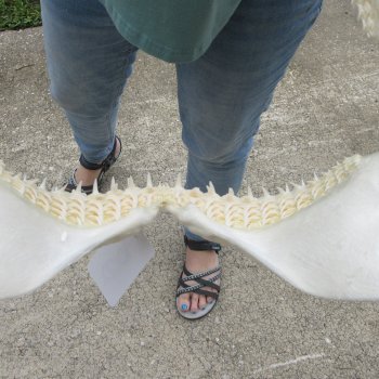 Authentic 15 inch Blacktip Shark Jaw (Carcharhinus limbatus)  for sale- $200
