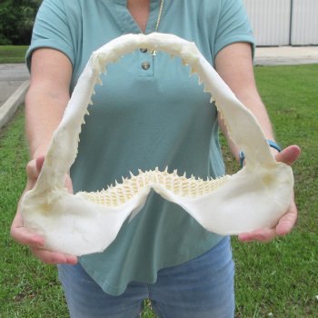 Authentic 13 inch Blacktip Shark Jaw (Carcharhinus limbatus)  for sale- $160