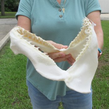 Authentic 13 inch Blacktip Shark Jaw (Carcharhinus limbatus)  for sale- $160