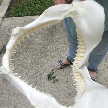 Authentic 13 inch Blacktip Shark Jaw (Carcharhinus limbatus)  for sale- $160