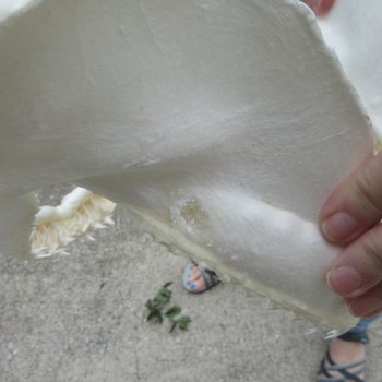 Authentic 13 inch Blacktip Shark Jaw (Carcharhinus limbatus)  for sale- $160