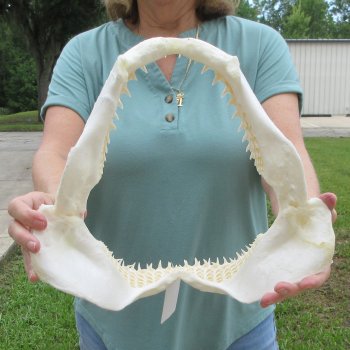 Authentic 13 inch Blacktip Shark Jaw (Carcharhinus limbatus)  for sale- $160