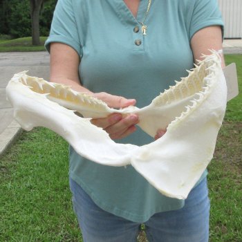 Authentic 13 inch Blacktip Shark Jaw (Carcharhinus limbatus)  for sale- $160