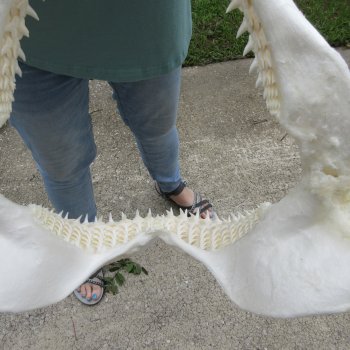 Authentic 13 inch Blacktip Shark Jaw (Carcharhinus limbatus)  for sale- $160