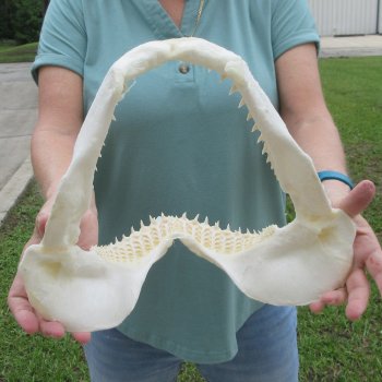 Authentic 13 inch Blacktip Shark Jaw (Carcharhinus limbatus)  for sale- $160