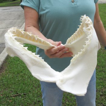 Authentic 13 inch Blacktip Shark Jaw (Carcharhinus limbatus)  for sale- $160