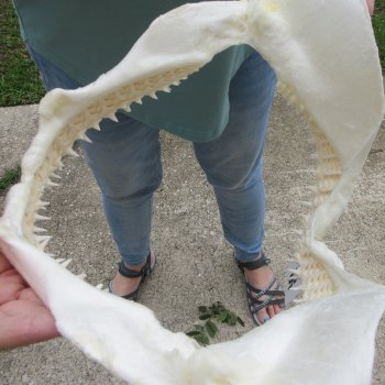 Authentic 13 inch Blacktip Shark Jaw (Carcharhinus limbatus)  for sale- $160
