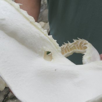 Authentic 13 inch Blacktip Shark Jaw (Carcharhinus limbatus)  for sale- $160