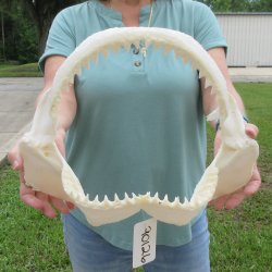 Genuine 15 inch Bull shark jaw (Carcharhinus leucas) for sale - $205