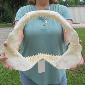 Genuine 15 inch Bull shark jaw (Carcharhinus leucas) for sale - $205