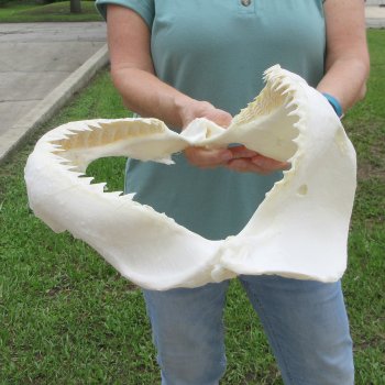 Genuine 15 inch Bull shark jaw (Carcharhinus leucas) for sale - $205