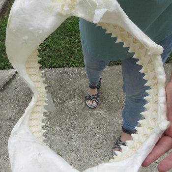 Genuine 15 inch Bull shark jaw (Carcharhinus leucas) for sale - $205