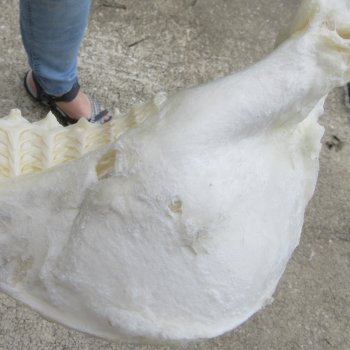 Genuine 15 inch Bull shark jaw (Carcharhinus leucas) for sale - $205