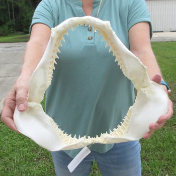 Authentic 13 inch Blacktip Shark Jaw (Carcharhinus limbatus)  for sale- $160