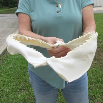 Authentic 13 inch Blacktip Shark Jaw (Carcharhinus limbatus)  for sale- $160