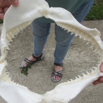 Authentic 13 inch Blacktip Shark Jaw (Carcharhinus limbatus)  for sale- $160