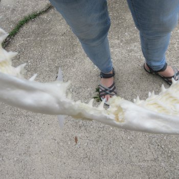 Authentic 13 inch Blacktip Shark Jaw (Carcharhinus limbatus)  for sale- $160