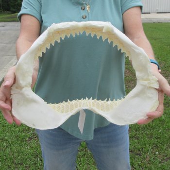 Genuine 15 inch Bull shark jaw (Carcharhinus leucas) for sale - $205