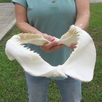 Genuine 15 inch Bull shark jaw (Carcharhinus leucas) for sale - $205