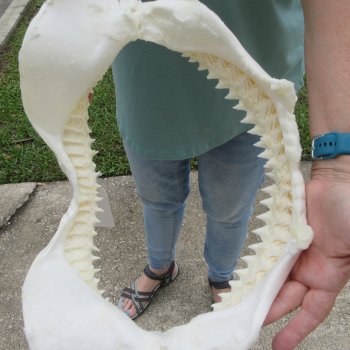 Genuine 15 inch Bull shark jaw (Carcharhinus leucas) for sale - $205